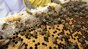 Un panel de abejas.