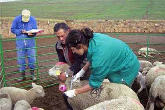 Comienza la vacunación frente al serotipo 4 del virus de la lengua azul