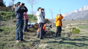 Visita al Pirineo  catalán para el avistamiento de quebrantahuesos, especie de buitre carroñero en peligro de extinción.