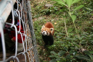 Ejemplar de panda rojo, especie que convive con los pandas gigantes en Chengdu, China. 