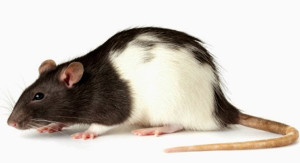 Rata Long Evans modelo animal para nuestro estudio de bioseguridad