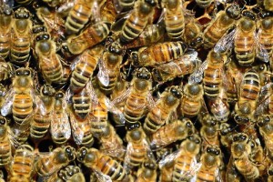 Las abejas de la miel compiten con las salvajes por el mismo hábitat.