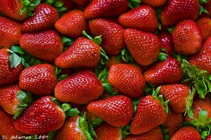 La empresa Gorofres ya está sembrando fresas en el Huelva capital.