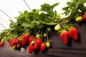 En lo que va de temporada se han recogido las primeros 20.000 plantas de fresas y 15.000 de frambuesas.