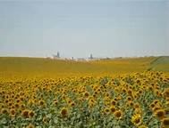 Los girasoles, otro de los cultivos que se siembran en Huelva. / Foto: www.eltiempo.es.