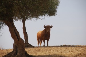 Millares está implicado en el proyecto de 'Territorio Toro'. 