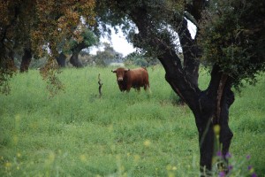 La dehesa onubense, el hábitat natural de la cría de toros. 