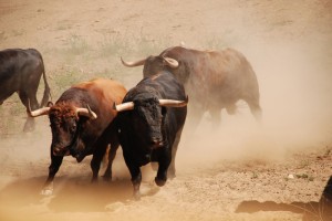 La ganadería tiene toros de distintos encastes. 