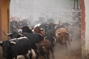 Toros de la ganadería de Manuel Ángel Millares.