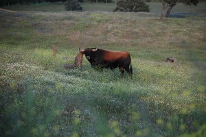 El empresario cree que el toro y la dehesa deben ponerse en valor. 