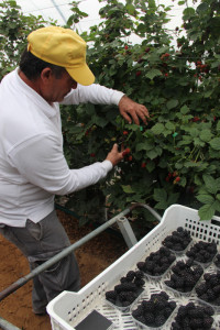 La campaña agrícola ha empleado este año mano de obra nacional para la plantaciones.