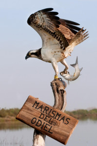 Las águilas pescadores están empezando a colonizar nuevos territorios onubenses.