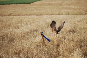 Huelva ocupa un espacio destacado dentro del plan de protección.