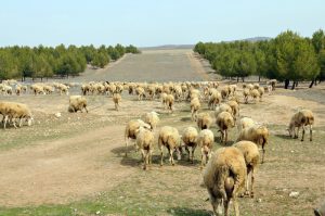 En Huelva las vacunaciones se llevarán a cabo en la zona del Condado y en el entorno de Doñana.