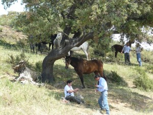 Se trata de la primera feria de ganado equino del calendario andaluz.