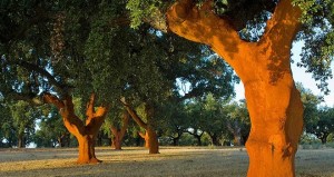 Huelva, a la cabeza en la producción de corcho. / Foto: medioambientales.com.