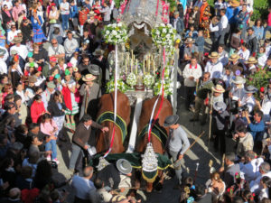 Los bueyes se arrodillan a las puertas del Ayuntamiento.