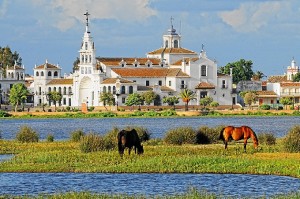 Las yeguas se encuentran en las Marismas del Doñana. / Foto: Jesùs Carrasco (Asociación de Fotógrafos de Almonte).