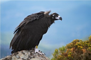 Esta especie pertenece al grupo de aves solitarias o monjes.