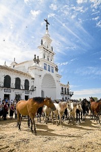 Almonte mantiene la Saca de las Yeguas. / Foto: Manuel Villarán. (Asociación de Fotógrafos de Almonte).