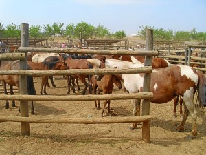 Feria Ganadera.