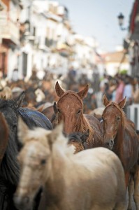 La Saca de las Yeguas se celebra el 26 de junio. / Foto: Pedro Miguel Aceitón (Asociación de Fotógrafos de Almonte).