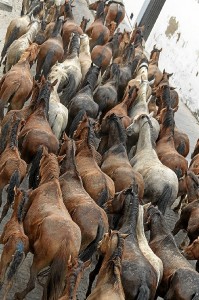 Saca de las Yeguas. / Foto: Pedro Miguel Aceitón (Asociación de Fotógrafos de Almonte).