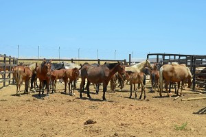 En el recinto hay 1.100 yeguas y potros marismeños, procedentes de Doñana.