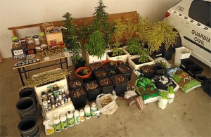Las plantas de marihuana encontradas por la Guardia Civil.