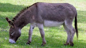 Durante todo el sábado se ofrecerán paseos en burro. / Foto: animalesticantoniojose.blogspot.com.es