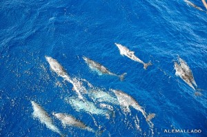 Los delfines los acompañaron durante el trayecto.