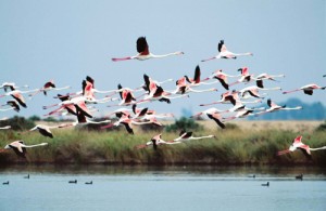 Flamencos en Marismas del Odiel / Foto: www.andaluciaturismodigital.com