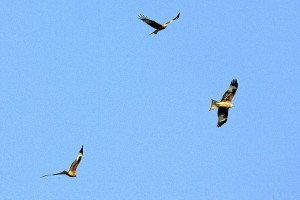 Muchos de estos ejemplares se encuentran en el Espacio de Doñana.