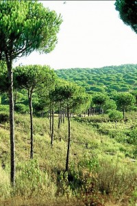 Pinar de la zona de Cartaya.