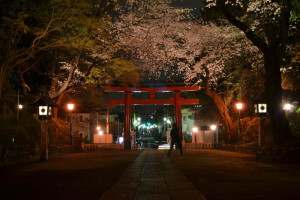 Tomando imágenes en Sakura.