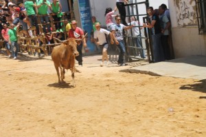 Los ejemplares de la ganadería de Millares han sido los protagonistas de las penúltimas capeas sanjuaneras.