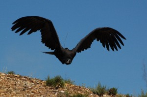 El buitre negro es una de las aves de mayor tamaño en España y Europa.