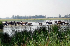 Las yeguas se encuentran en las Marismas del Doñana. / Foto: 