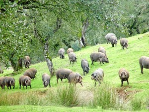 La ganadería también es una de las preocupaciones de Asaja Huelva. 