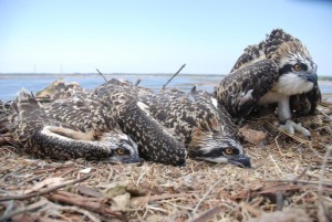 El águila pescadora se consolida como especie emblemática en Marismas del Odiel.