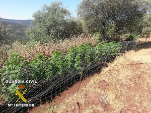 Plantación de marihuana en Cortegana.