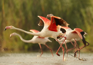 En este enclave cuenta en la actualidad con dos colonias de flamencos. / Foto: Wikimedia