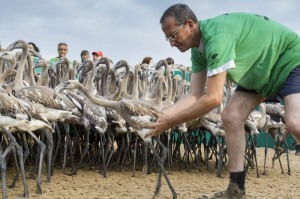 Jornada de anillamiento en Marismas del Odiel.