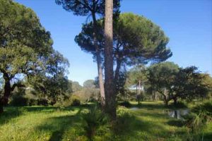 Huelva cuenta con una importante masa forestal. / Foto: agroinformación.com.