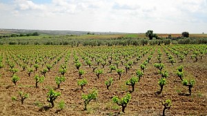 La Ruta del Vino del Condado de Huelva, un lugar para perderse.