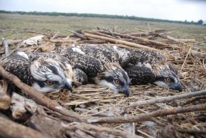 Durante la primavera de 2013, han nacido nueve pollos de esta especie.