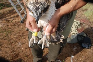 El proyecto de reintroducción ha venido a salvaguardar al águila pescadora de las amenazas de supervivencia.