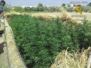 Plantación de Marihuana incautada en Calañas.