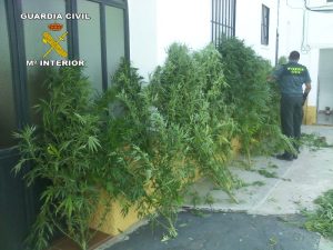 En Niebla la planta ha sido descubierta en el patio de una vivienda.