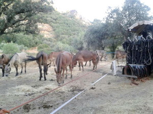 Los animales descansando en una de las paradas.